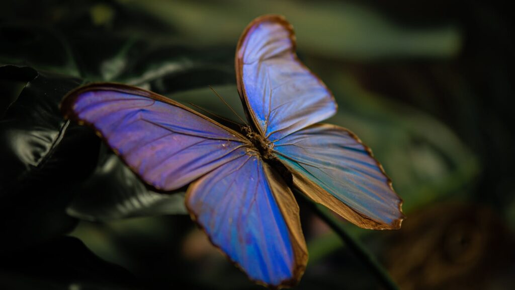 Close-up of a vivid blue morpho butterfly perched on lush foliage.
