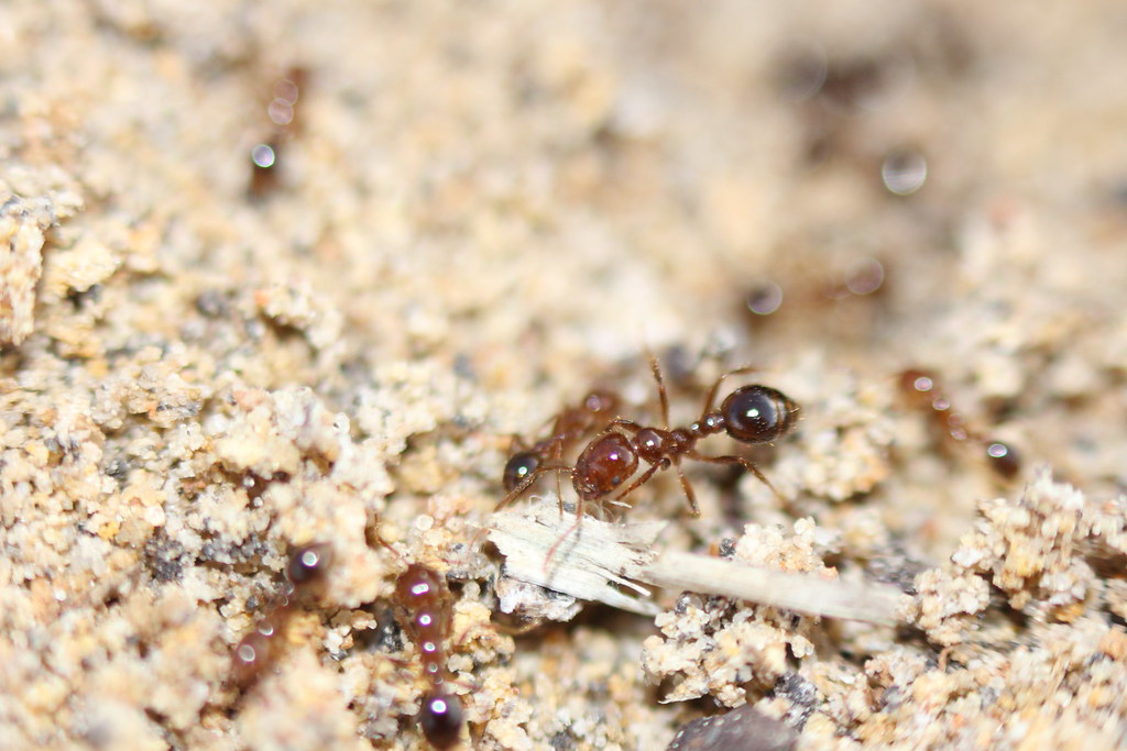 Red imported fire ants on the sand