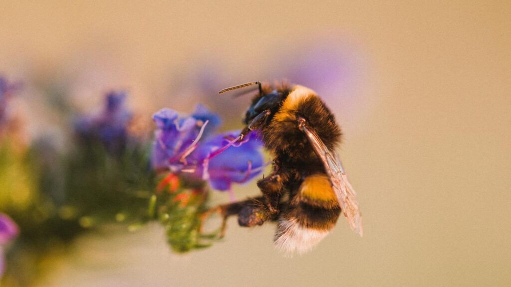 Close-up image of a bumblebee collecting pollen from a vibrant blue flower in summer.