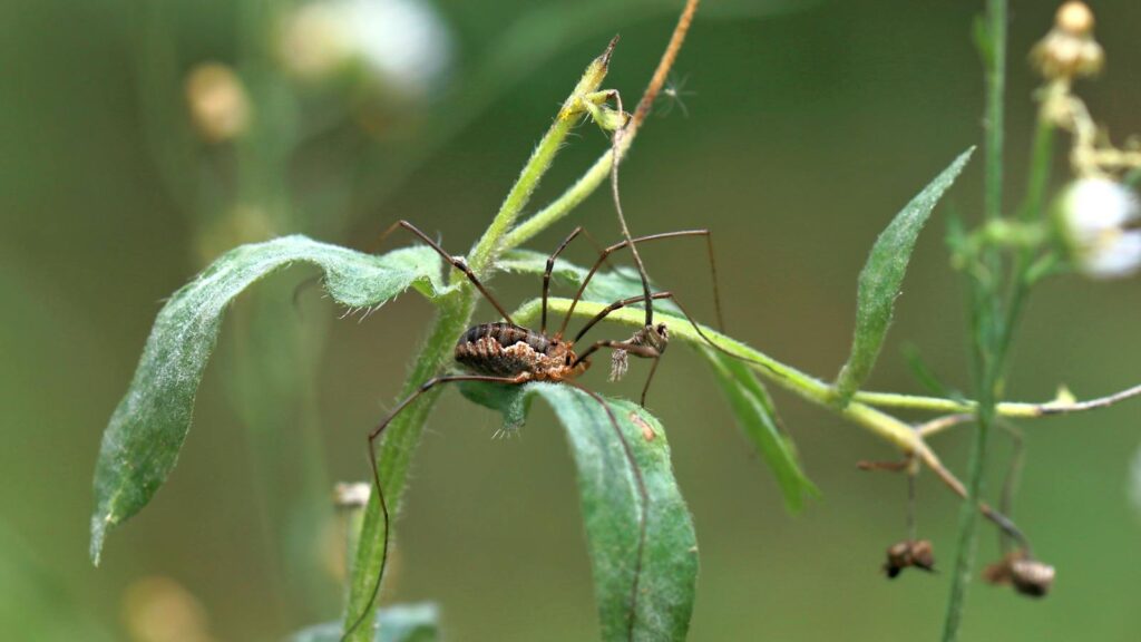 Detailed macro image of a harvestman, also known as daddy longlegs, on green leaves in a natural setting.