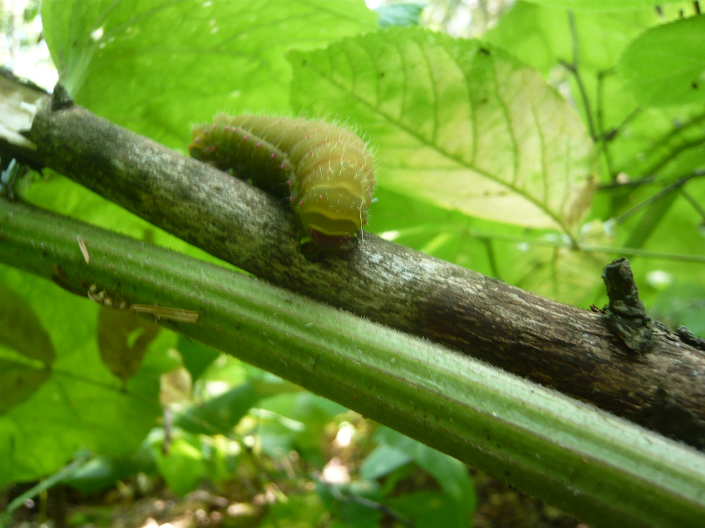 A Luna Moth larva hanging on a tree branch