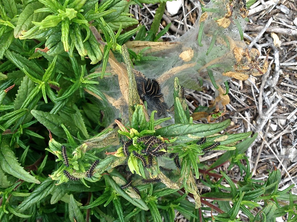 Tent caterpillar on a plant