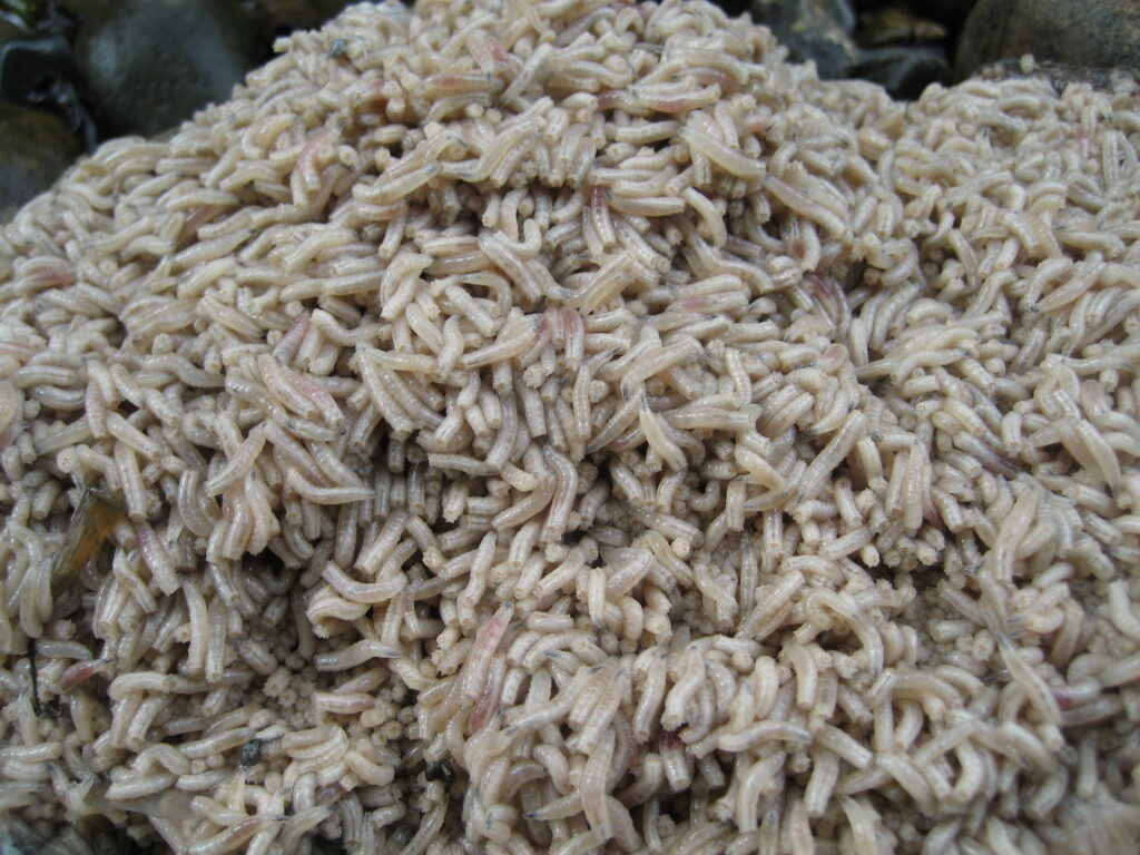 A shot of a pile of maggots