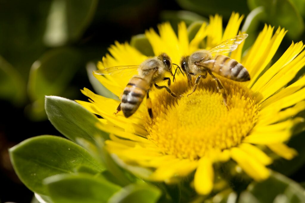 Two bees pollinating a vibrant yellow flower under sunlight, showcasing nature's beauty.