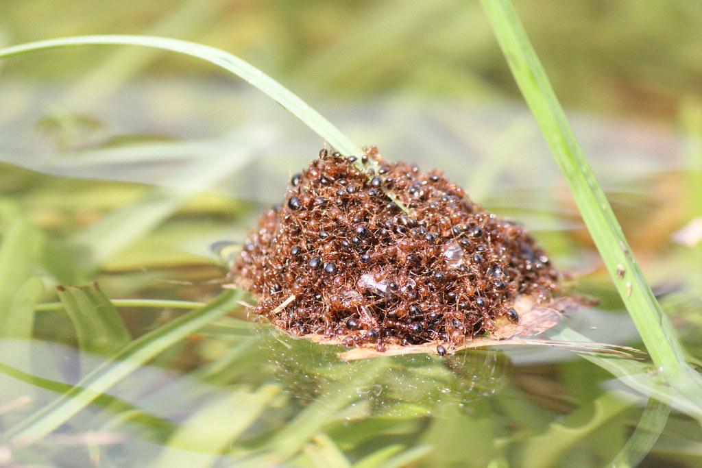 Red imported fire ants together
