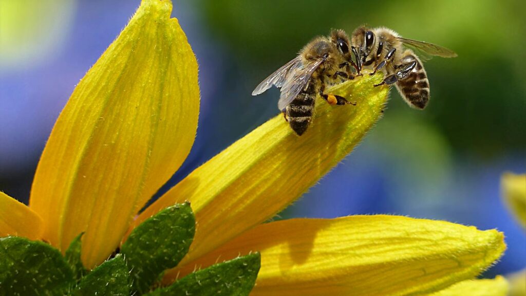 Close-up of honey bees pollinating a bright yellow flower, capturing nature's beauty and delicate balance.