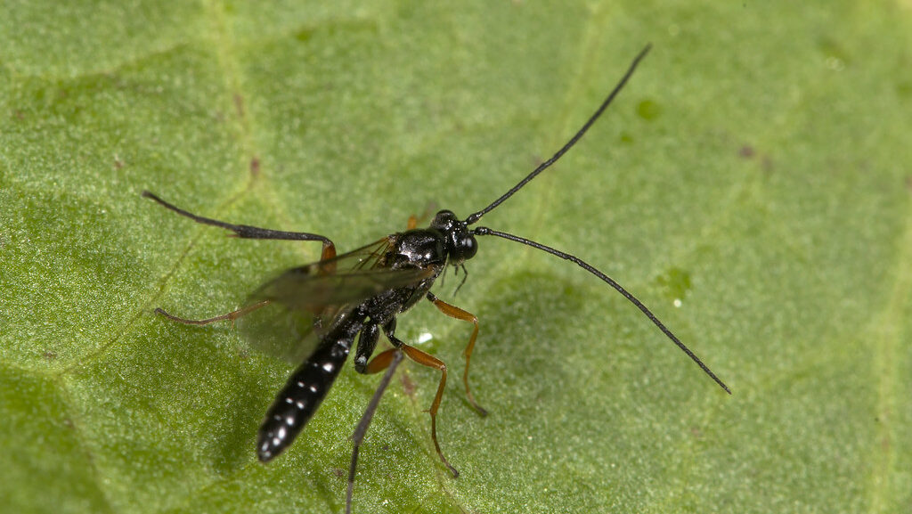 Parasitoid wasp on a leaf