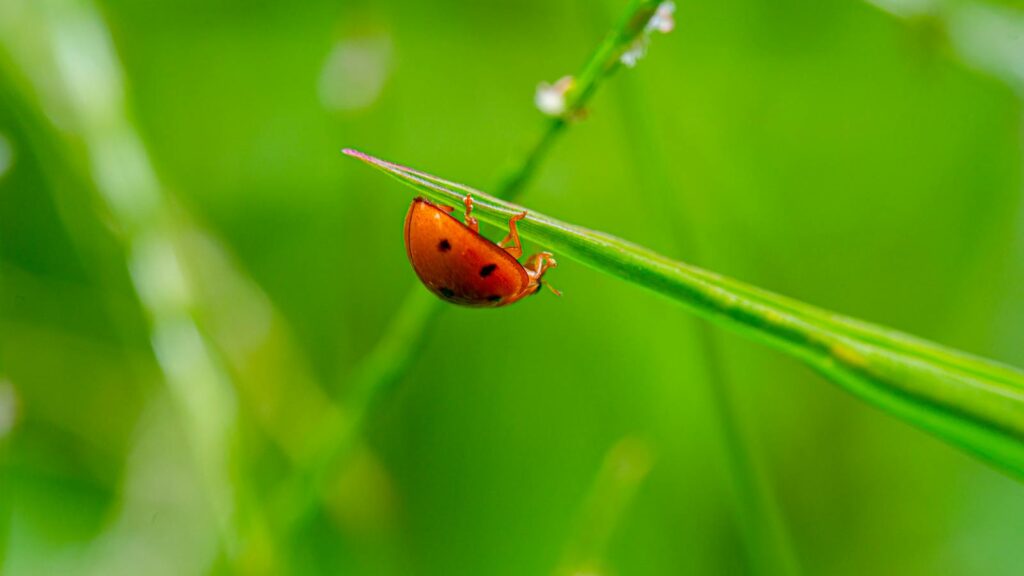 Vibrant macro shot of a ladybug on a grass blade, highlighting nature's beauty.