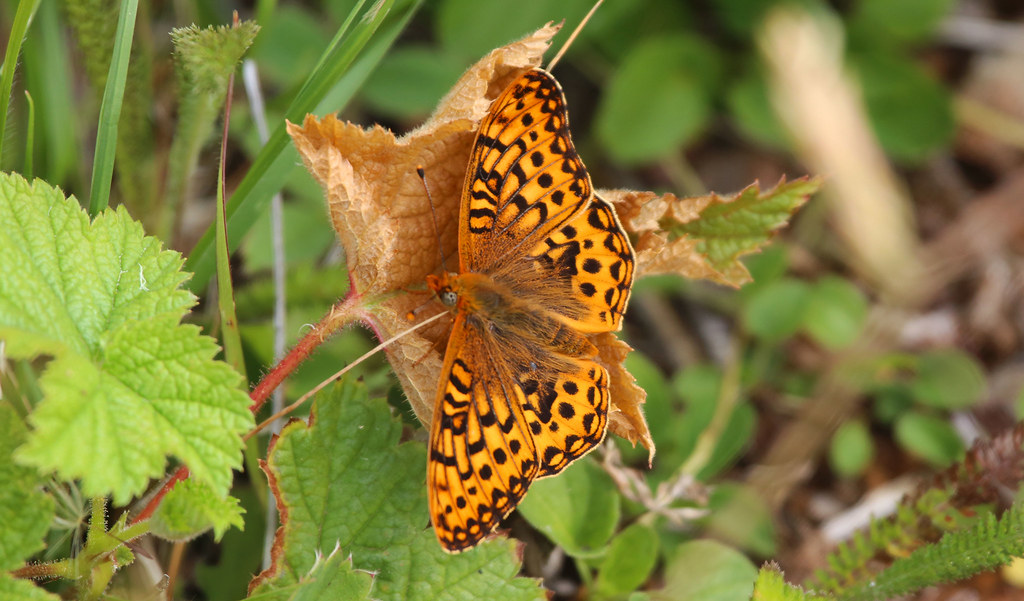 The Oregon silverspot butterfly (Speyeria zerene hippolyta)