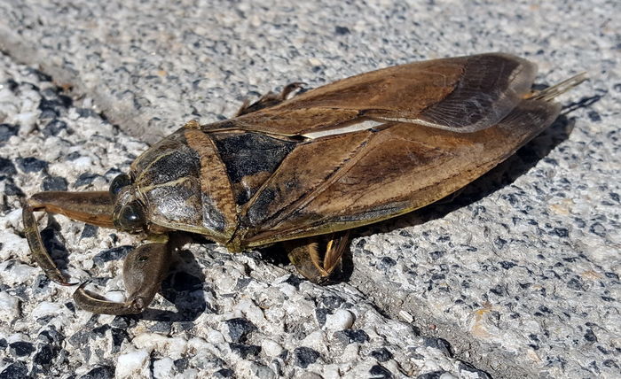 A Giant Water Bug on a white rocky surface.