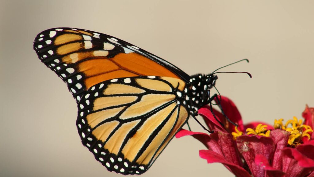 Close-up of a monarch butterfly resting on a red zinnia flower in natural light.