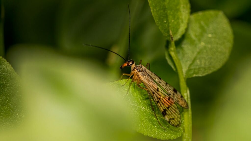 Detailed macro shot of a common scorpionfly (Panorpa communis) resting on green leaves with soft focus background.