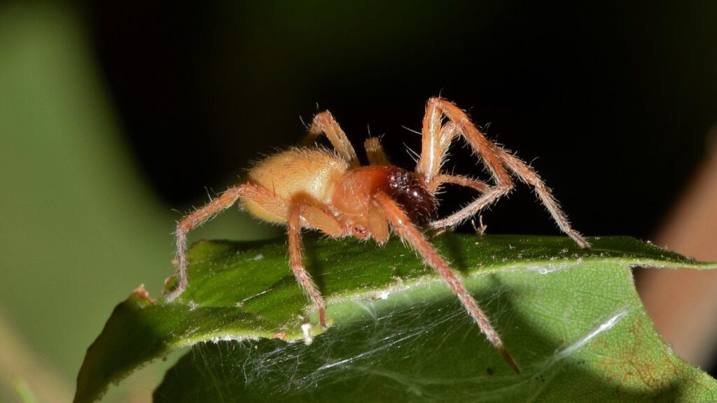 spider, sac spider, yellow sac spider, black footed spider, brown spider, arachnid, predator, macro, close up, arachnophobia, venomous, venom, phobia, phobic, creepy, scary, clubionidae, cheiracanthium inclusum