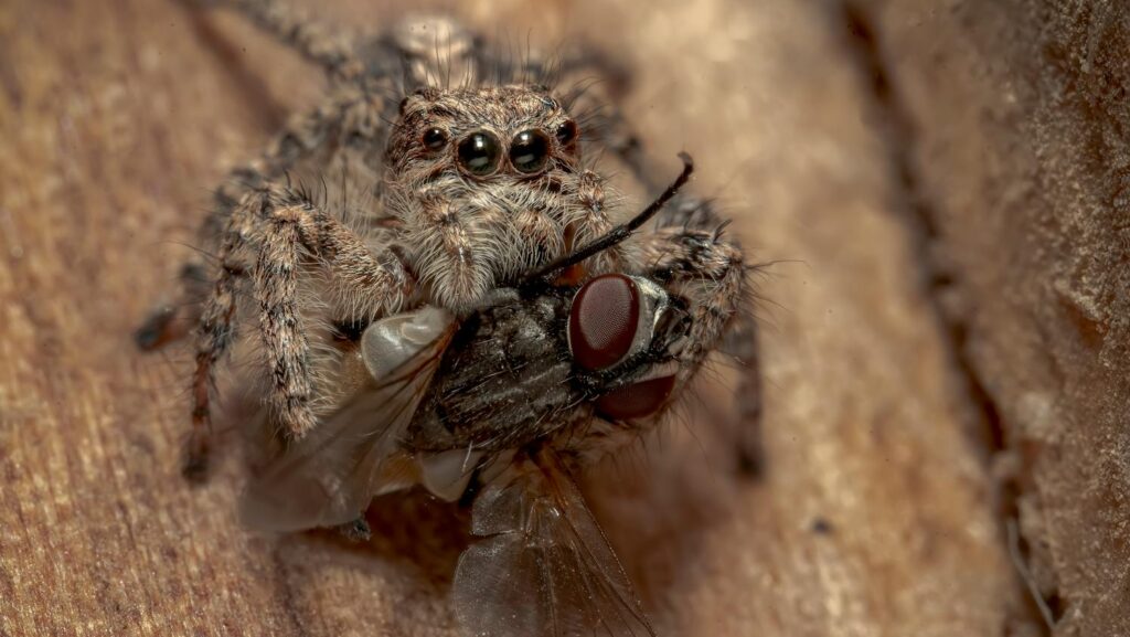 Detailed macro of a jumping spider hunting a fly on a wooden surface in Yazd, Iran.