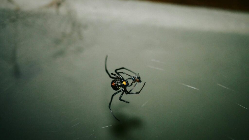 Detailed image of a black widow spider (Latrodectus mactans) suspended on its web.