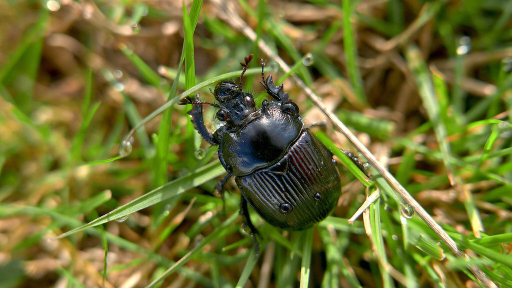 Minotaur Beetle (Typhaeus typhoeus)