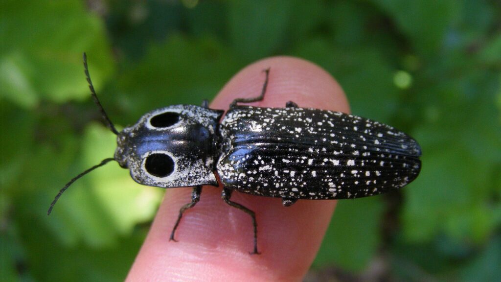 insect, alaus oculatus, eyed elator, predator, ferocious, finger