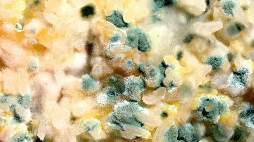 moldy, food, broken, green, yellow, old, moldy, moldy, moldy, moldy, moldy