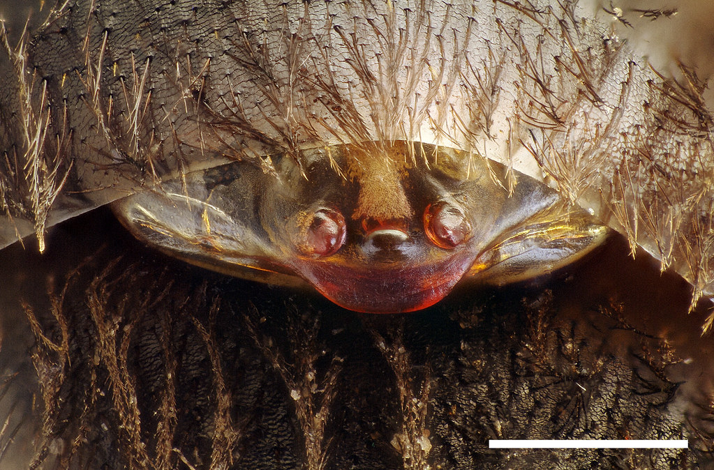 Strepsiptera - extruded from Andrena bee