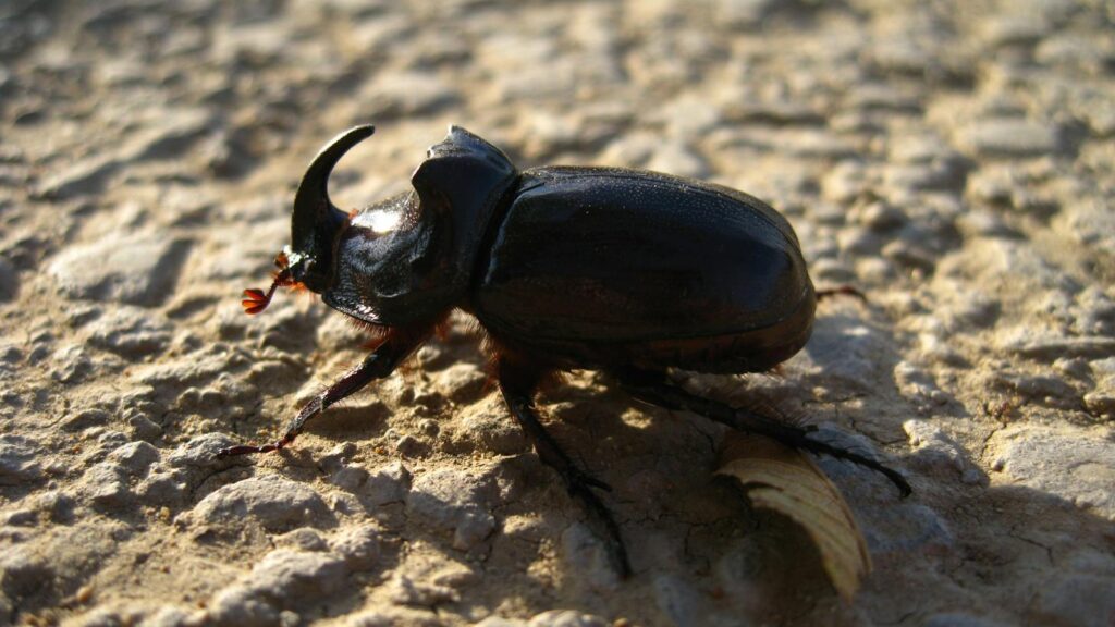 Detailed shot of a rhinoceros beetle on a textured stone ground in natural light.