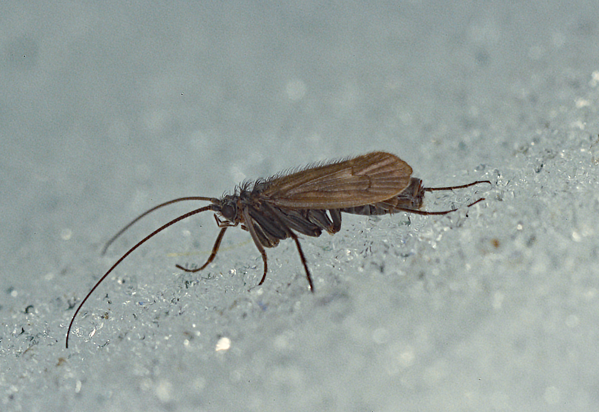 The Silent Invasion Nobody Saw Coming (image credits: wikimedia)