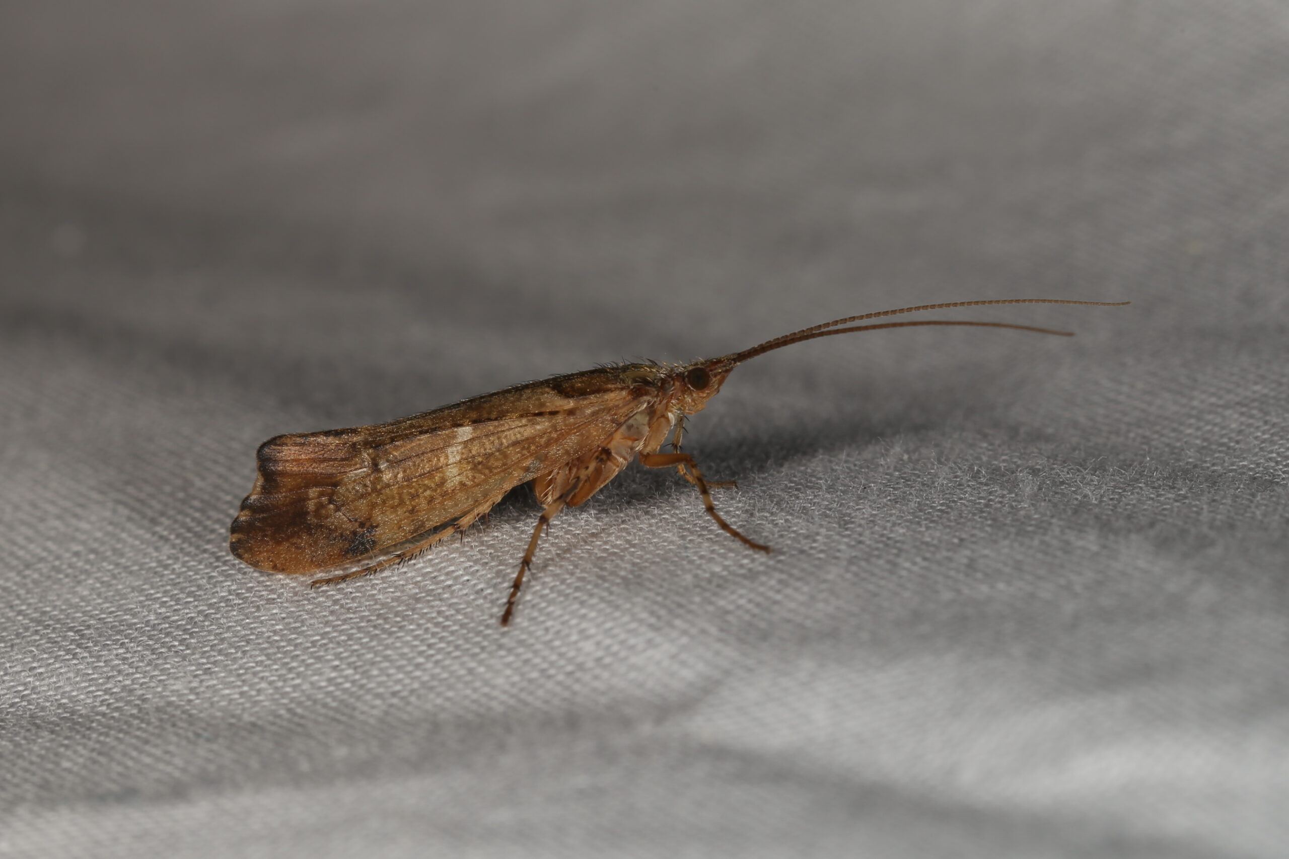 How Invasive Caddisflies Destroy Native Food Webs (image credits: wikimedia)