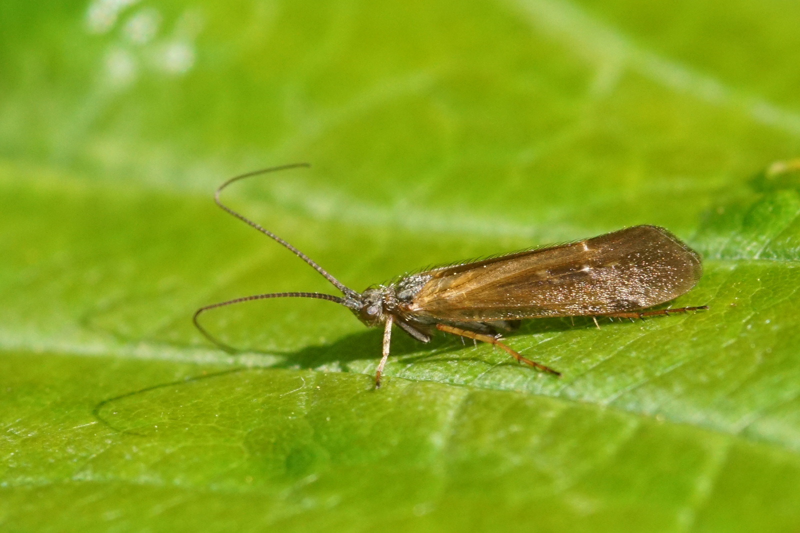 Scientific Detection: The Challenge of Identifying Invisible Invaders (image credits: wikimedia)