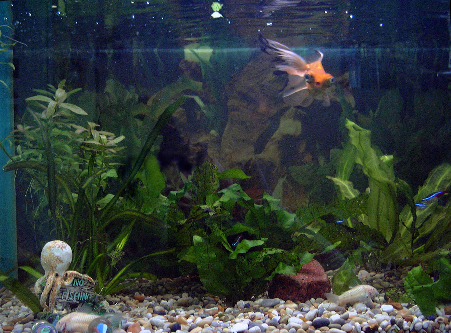 The Aquarium Trade Connection (image credits: wikimedia)