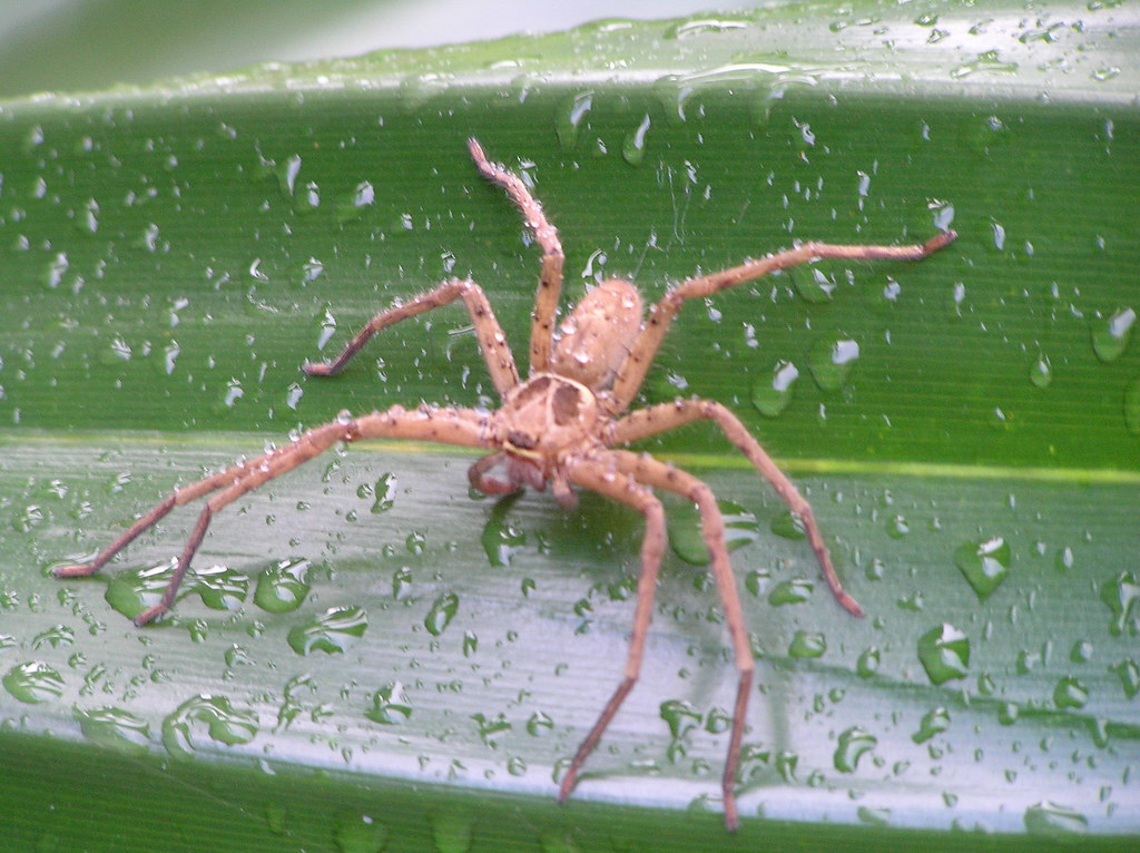 Biological Control: Fighting Fire with Fire (image credits: flickr)