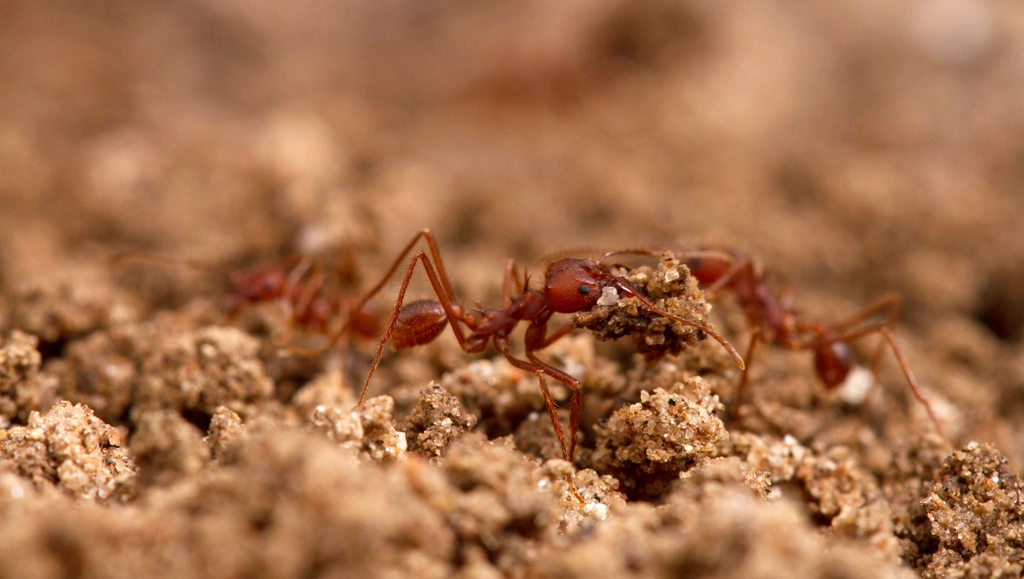 Ant Architects of the Underground (image credits: rawpixel)