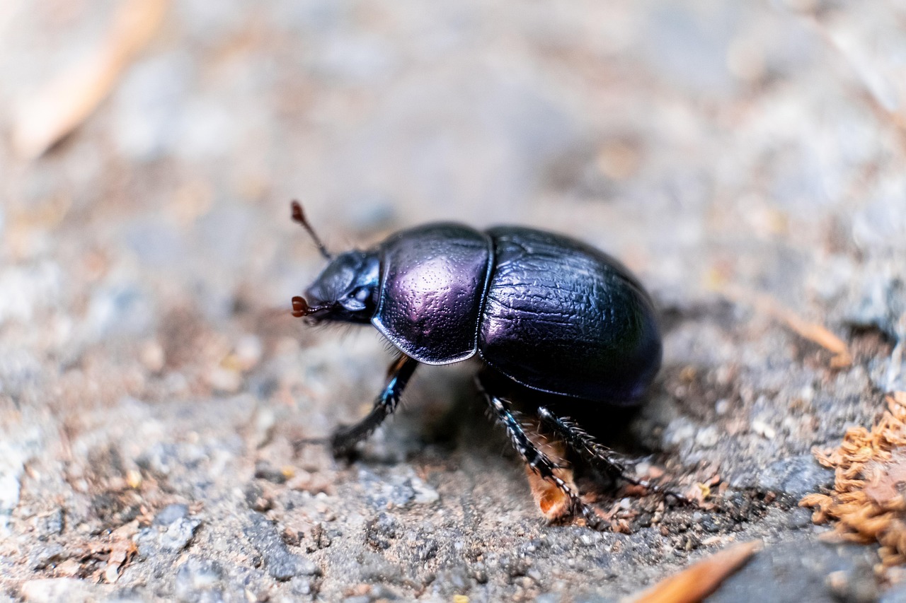 The Dung Beetle's Stellar Navigation (image credits: pixabay)