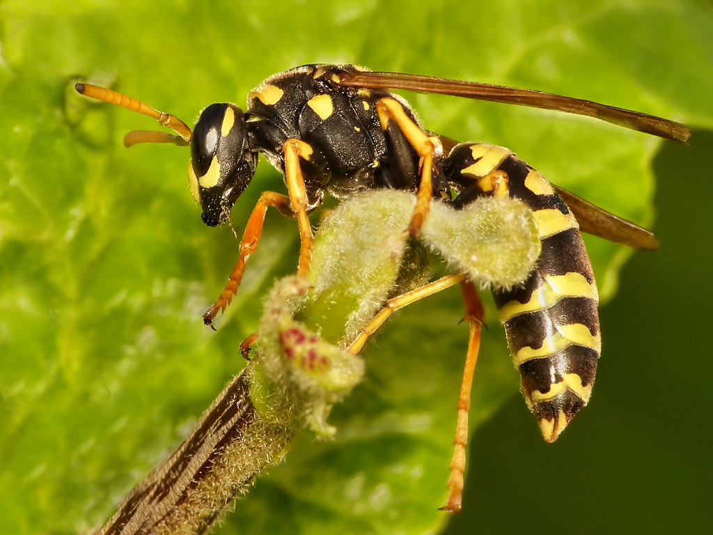 The Wasp's Memory Palace (image credits: flickr)