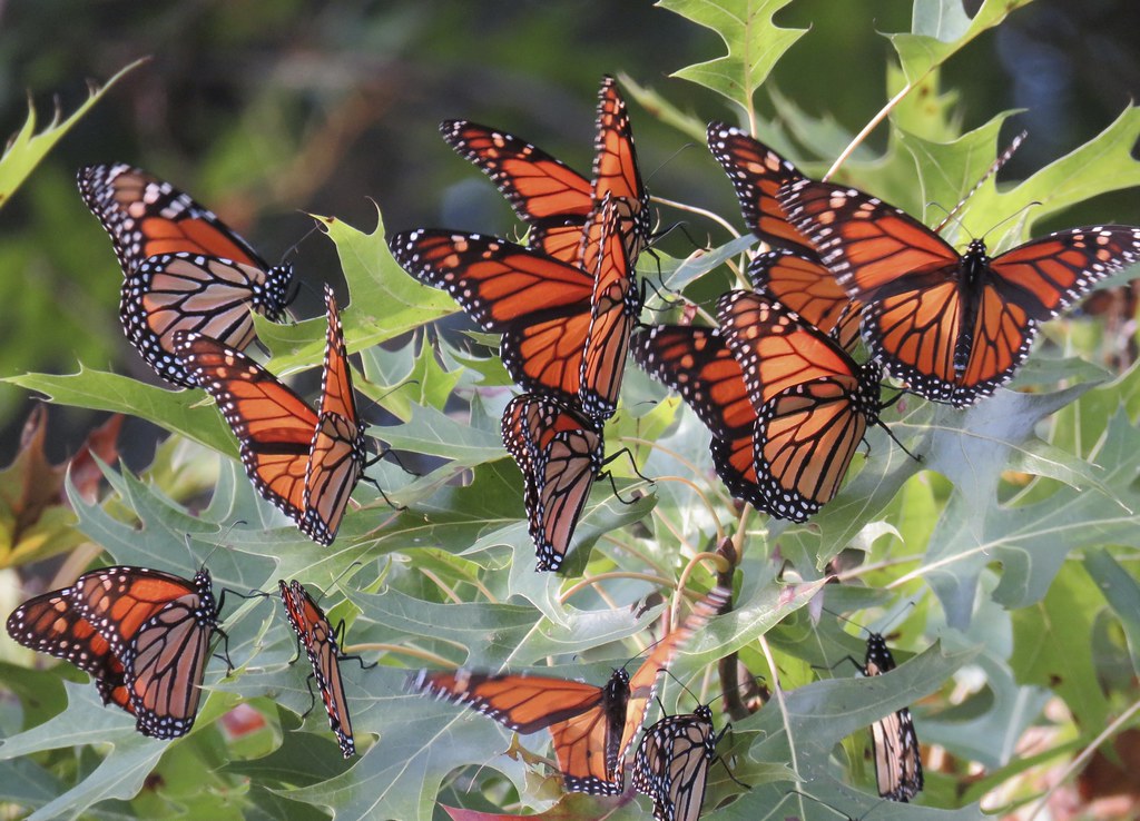 Butterfly Migration Mysteries (image credits: flickr)