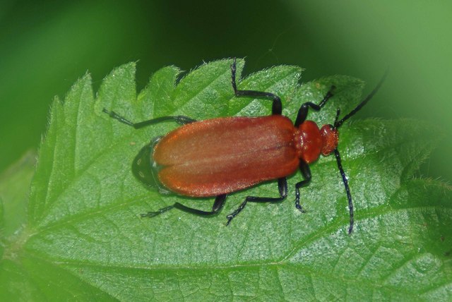 Beetle Pathfinding Algorithms (image credits: wikimedia)