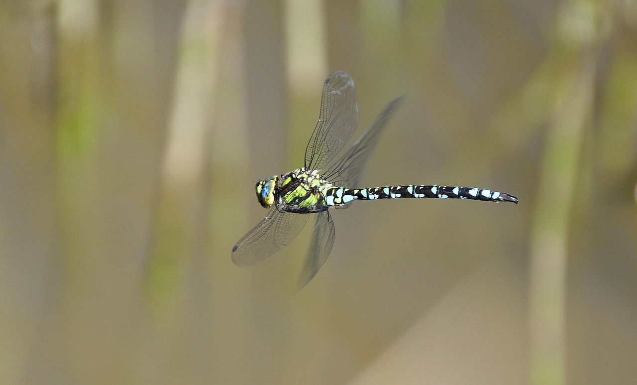 Dragonfly Interception Calculations (image credits: pixabay)