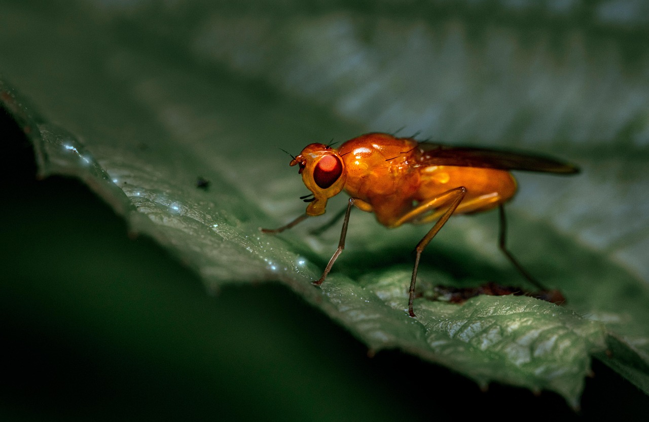 Fruit Fly Learning Curves (image credits: pixabay)