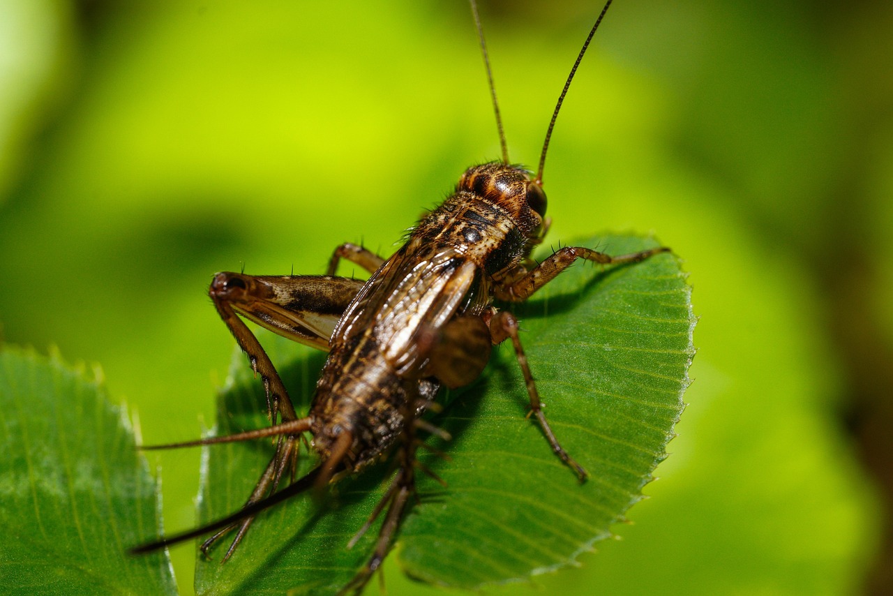 Cricket Acoustic Navigation (image credits: pixabay)