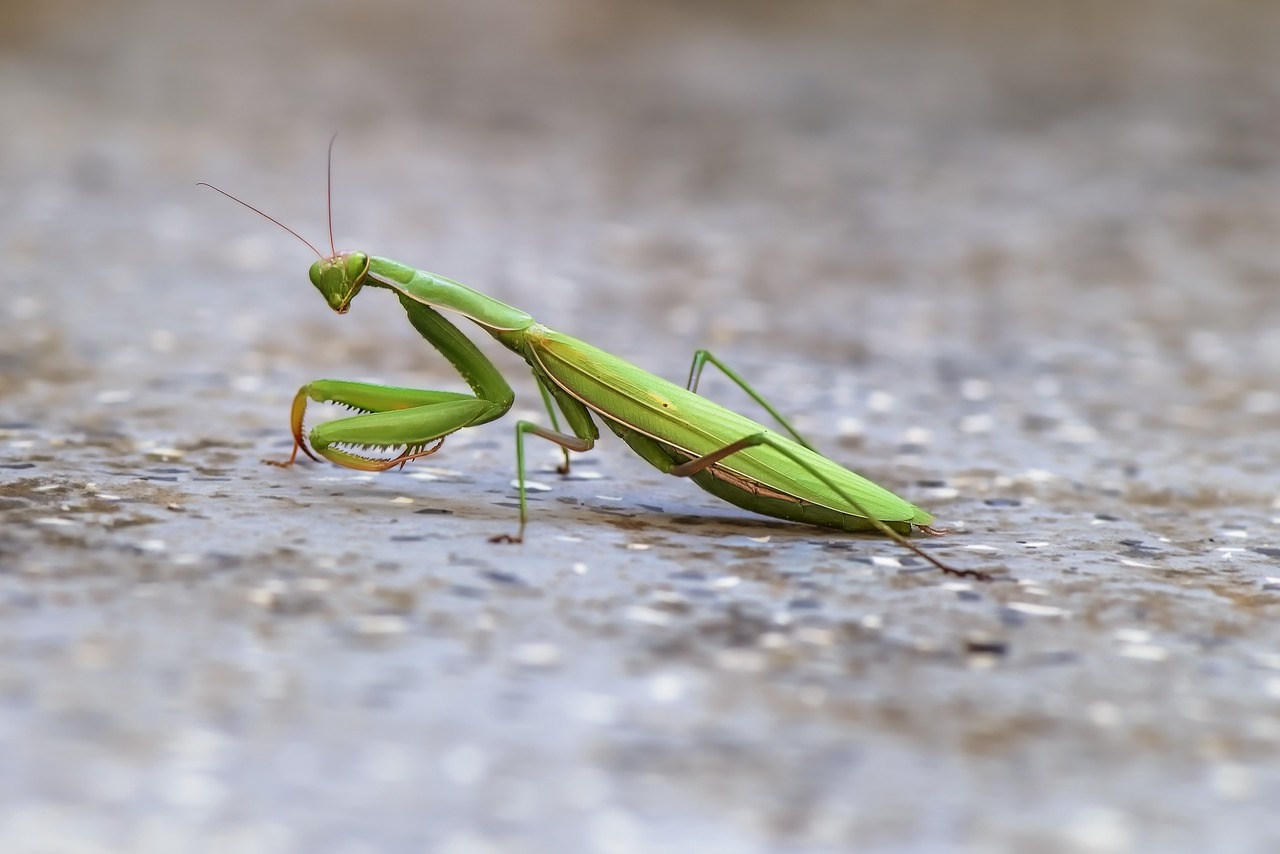 Praying Mantis Precision Hunters (image credits: pixabay)