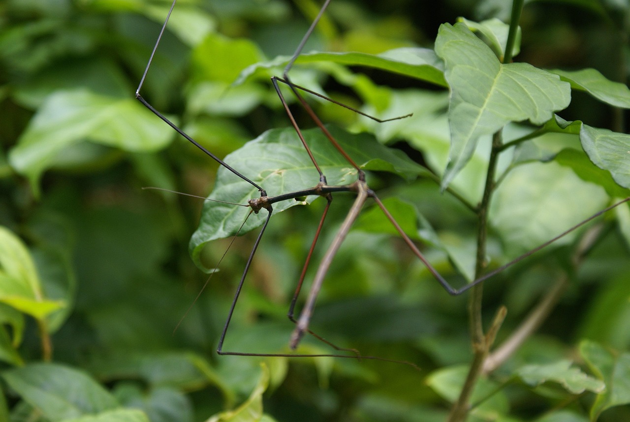 Evolutionary Arms Race With Predators (image credits: pixabay)