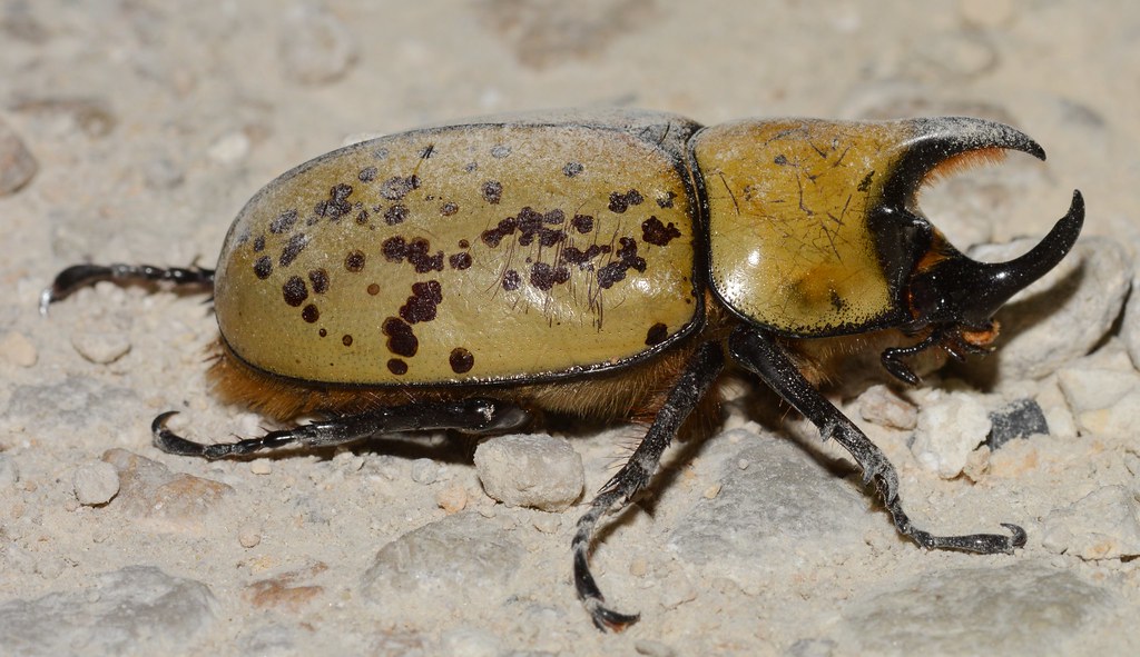 The Mighty Hercules Beetle: An Introduction to Nature's Strongman (image credits: flickr)