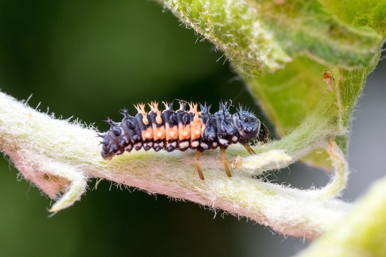 First Instar: The Vulnerable Beginning (image credits: pixabay)