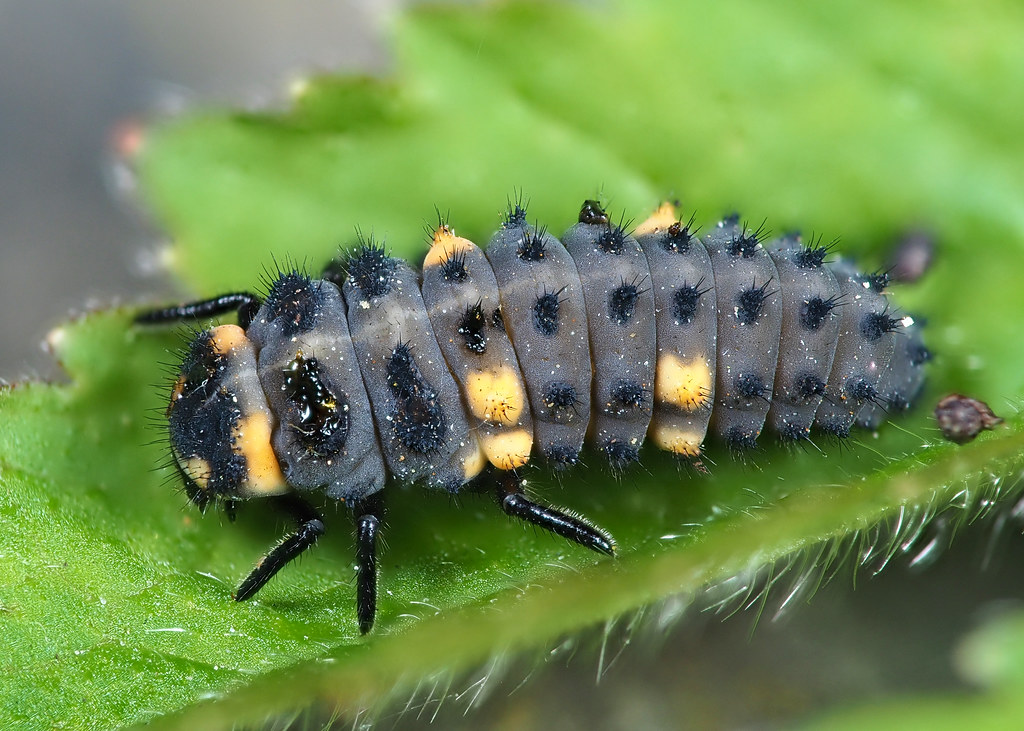Second Instar: Growing Stronger (image credits: flickr)