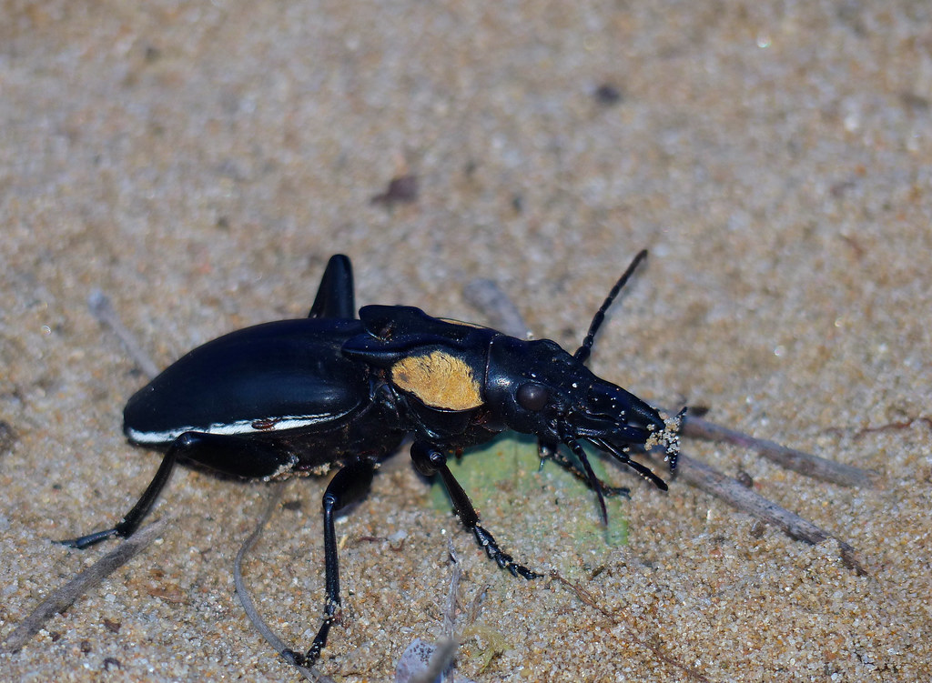 Third Instar: The Giant Awakens (image credits: flickr)