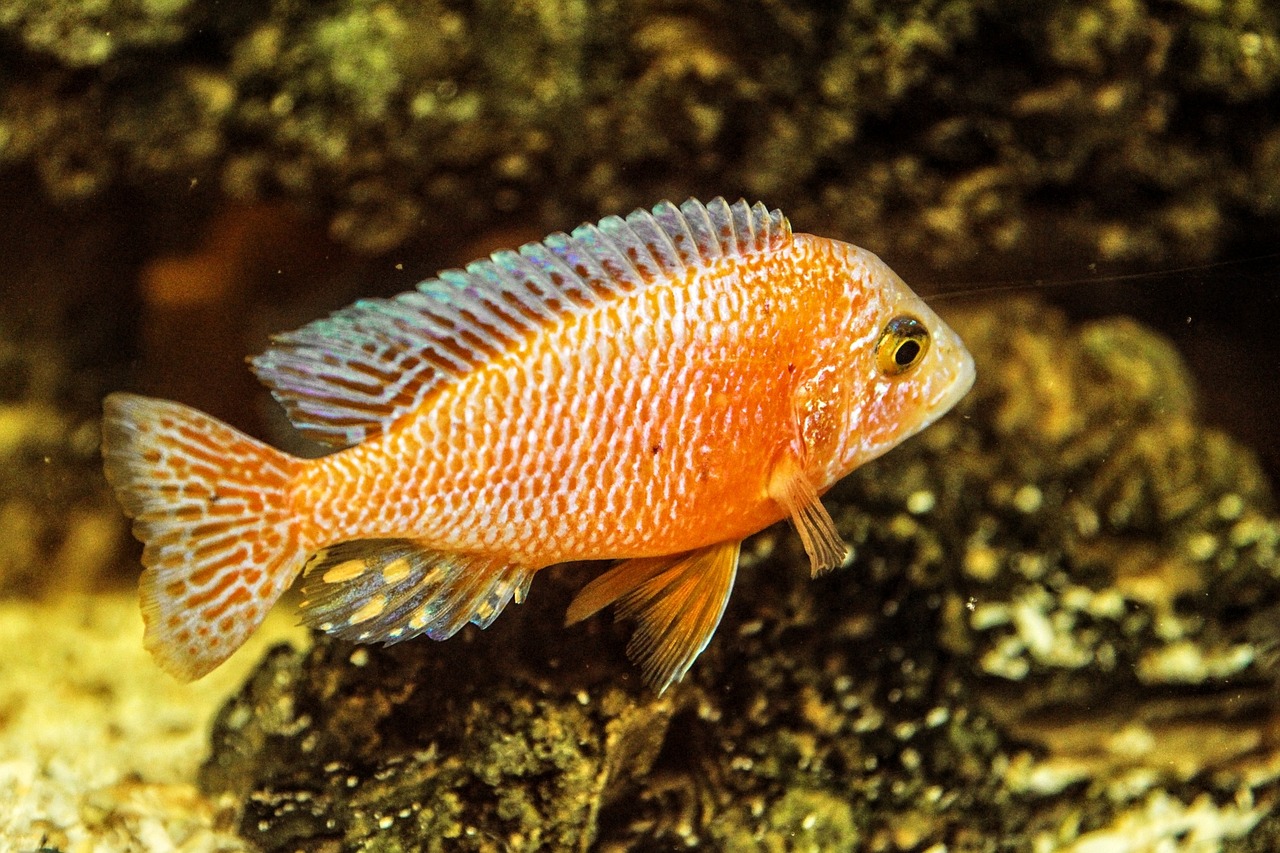 The Cuckoo Catfish's Aquatic Deception (image credits: pixabay)