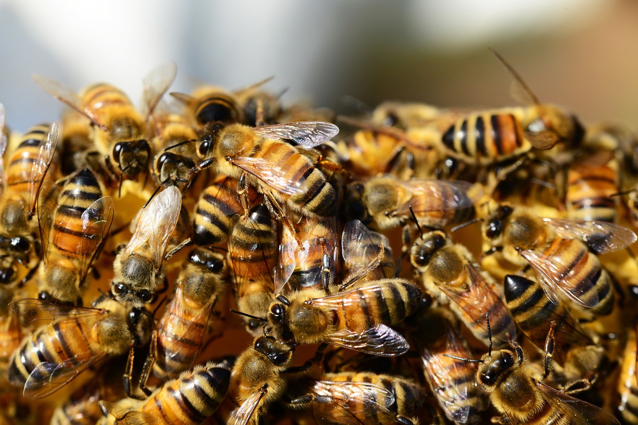 The Evolutionary Arms Race (image credits: pixabay)