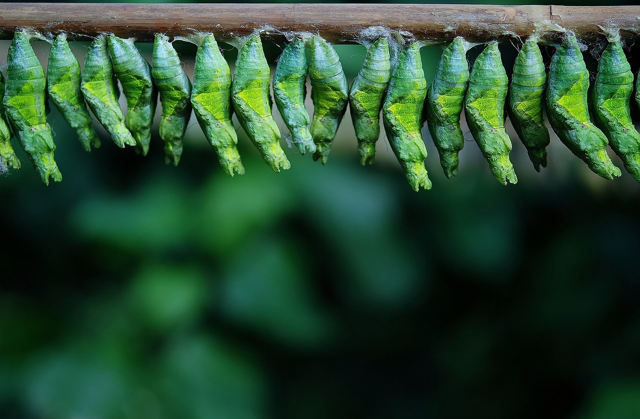 The Mind-Bending World of Multiple Metamorphosis (image credits: pixabay)