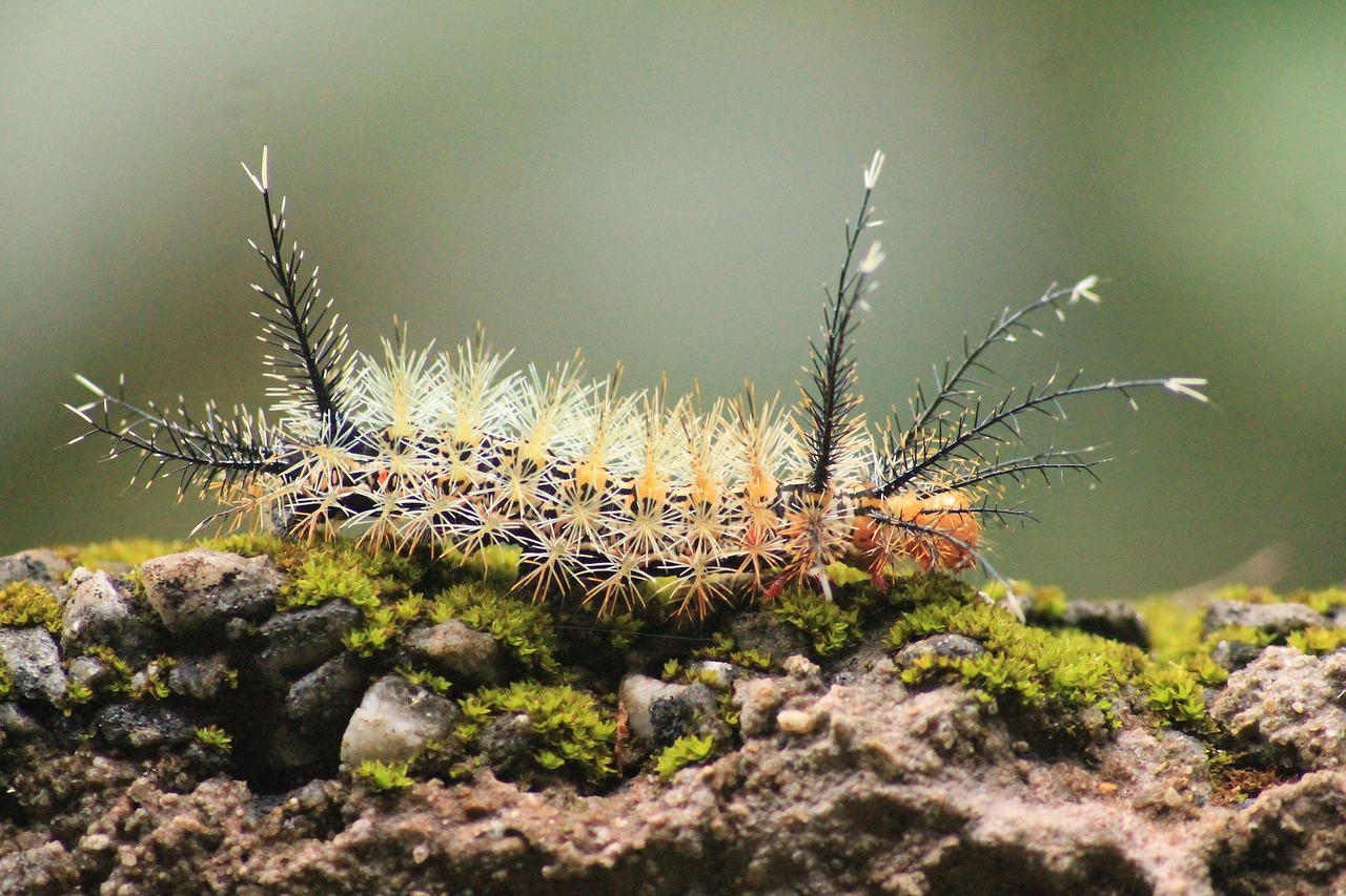 Scale Insects: Masters of Disguise and Transformation (image credits: pixabay)