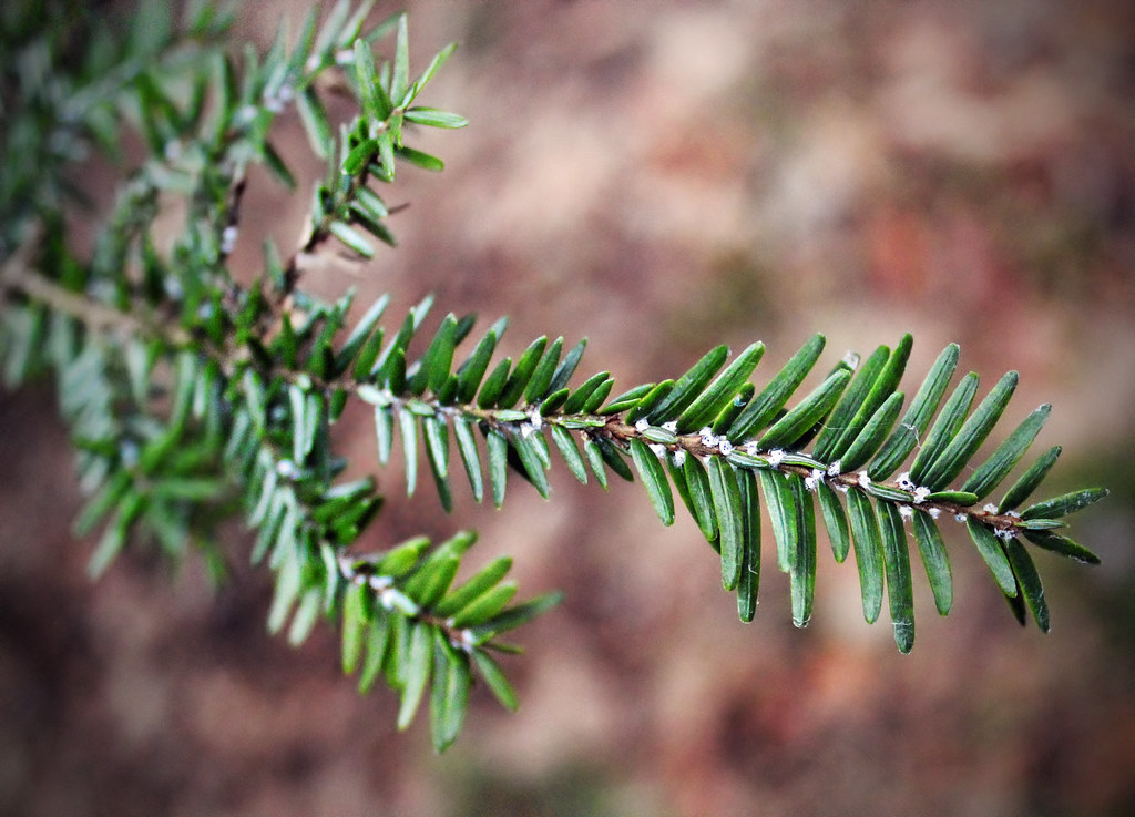 Adelgids: The Conifer Specialists With Multiple Lives (image credits: flickr)