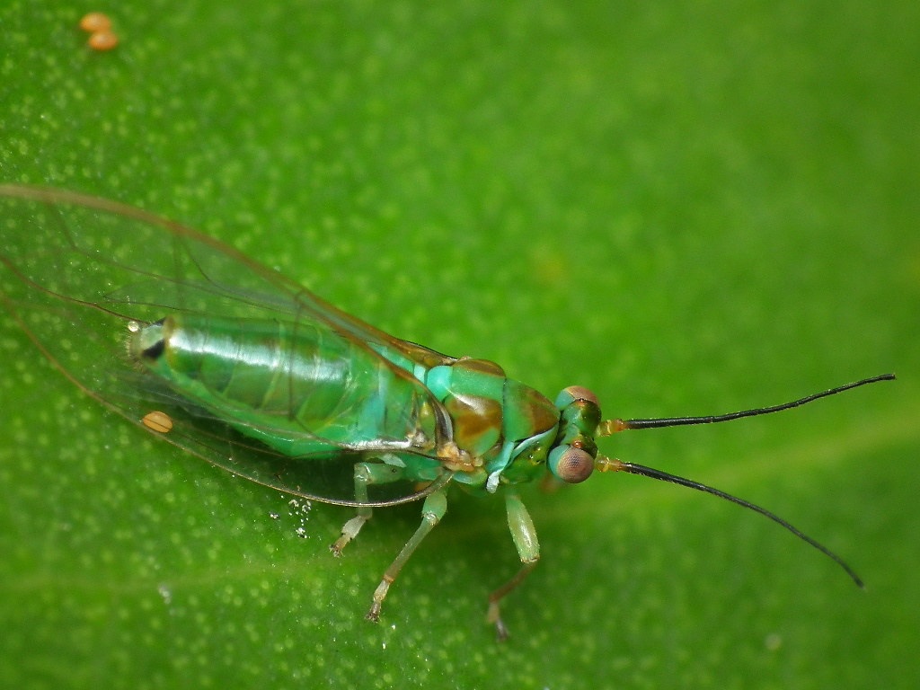 Psyllids: The Plant-Jumping Transformers (image credits: flickr)