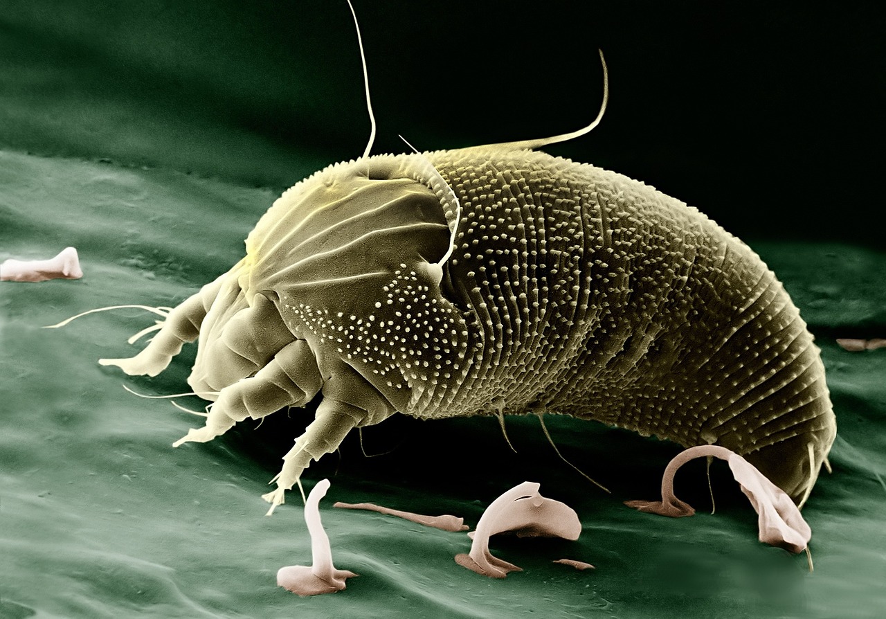 Eriophyid Mites: Microscopic Masters of Reinvention (image credits: pixabay)